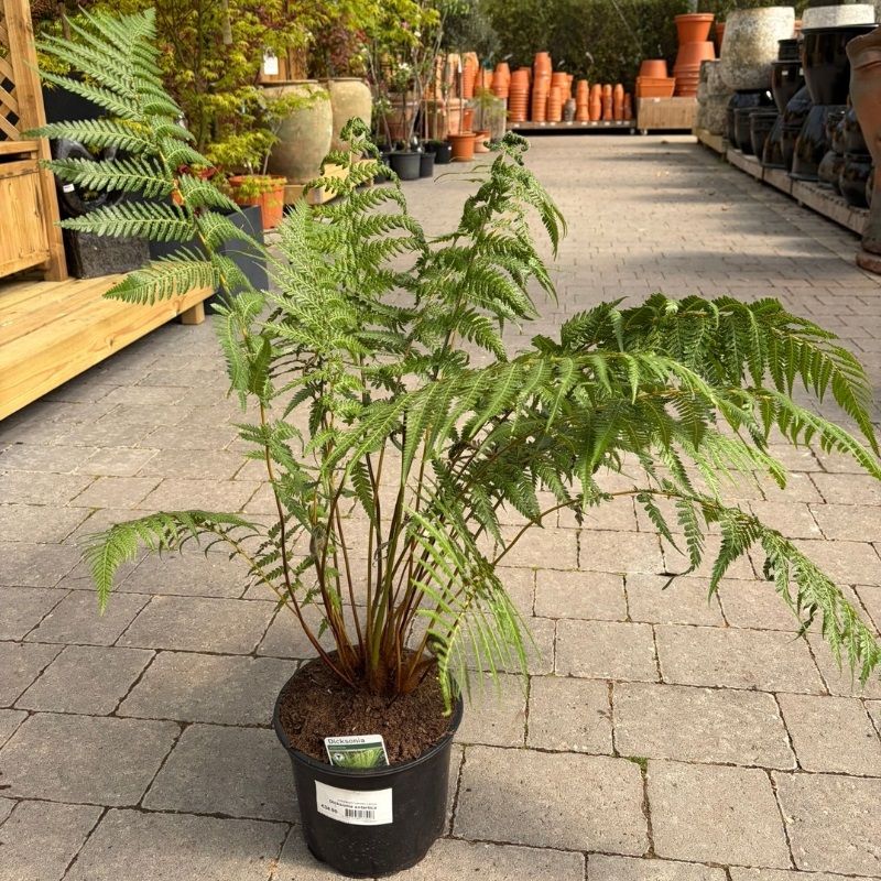 Dicksonia antartica 5 Litre