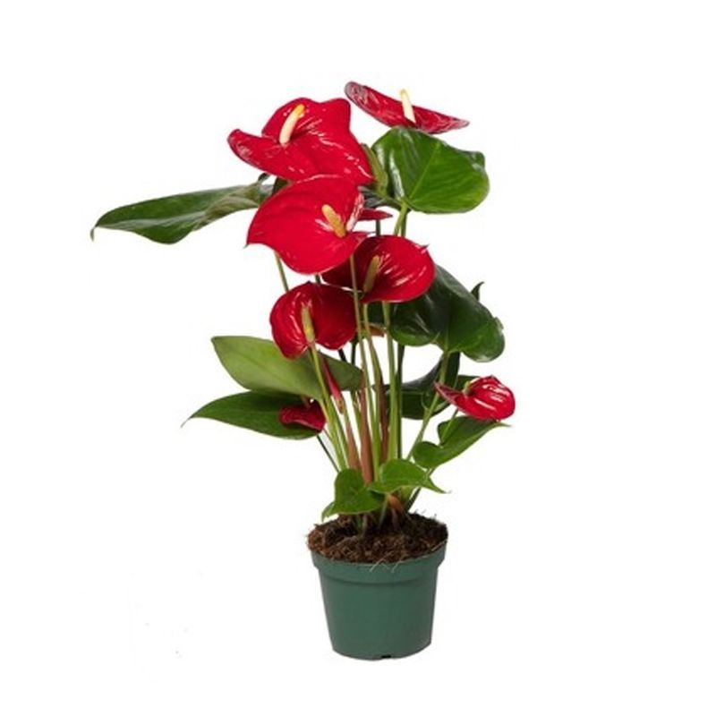 Anthurium andr. 'Nevada' 12cm