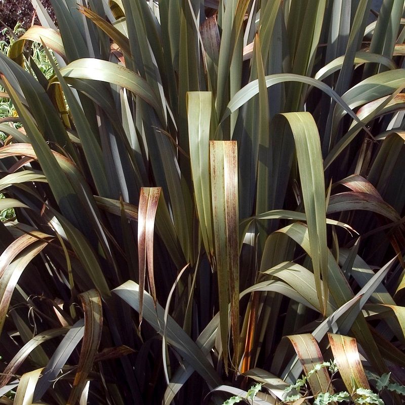 Phormium 'Bronze Baby' Evergreen Grasses Arboretum Garden Centre