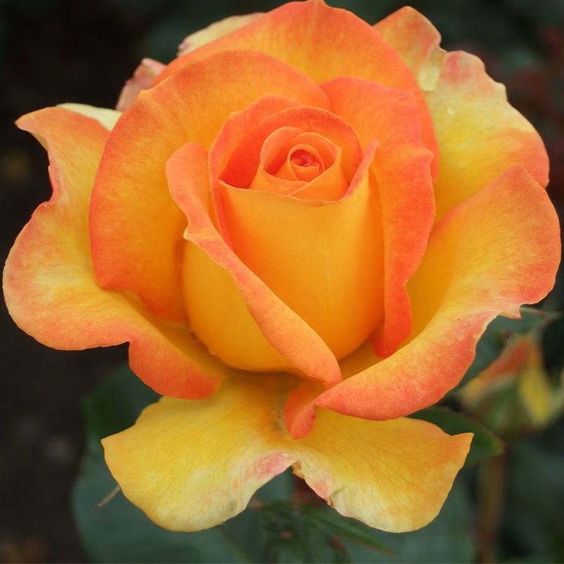 Rosa 'Happy Birthday'