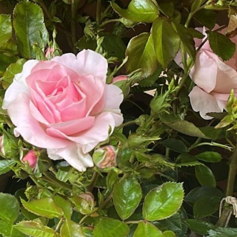 Rosa 'Happy Silver Wedding'