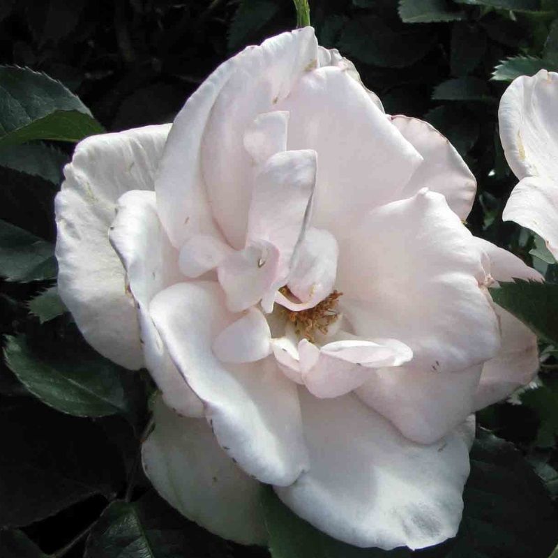 Rosa 'Many Happy Returns'