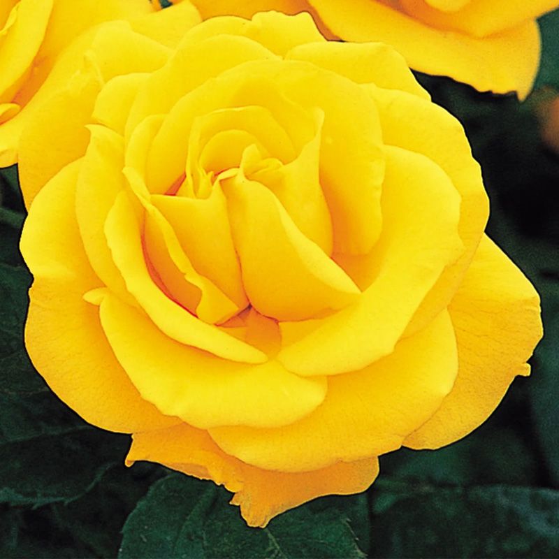 Rosa 'Golden Wedding' 3.5 Litre