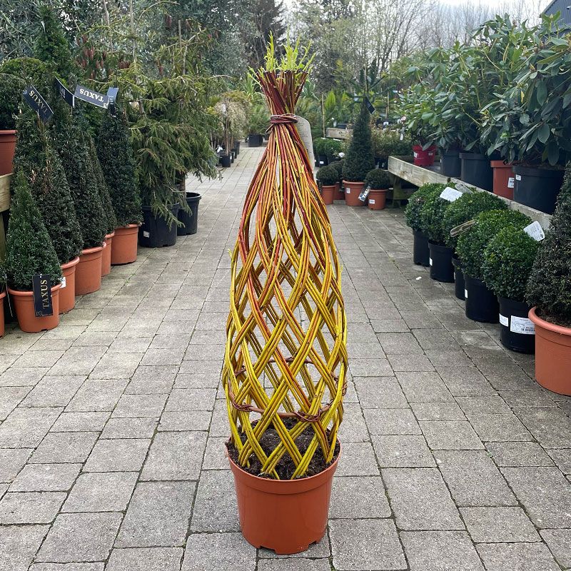 Plaited Living Willow (Curved Light Brown/Yellow)