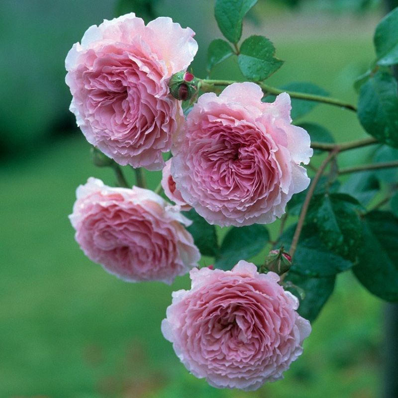 Rosa 'James Galway' (David Austin Fragrant Rose)