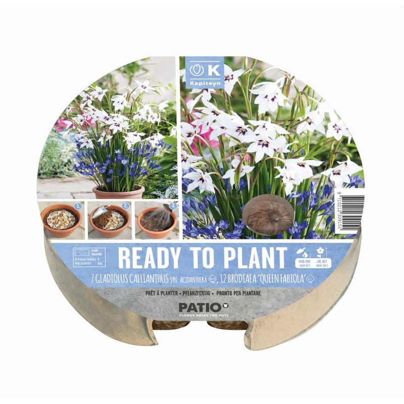 Urban Gardening - Ready-to-Plant Tray Gladioli & Brodiaea (Dig, Drop, Done)