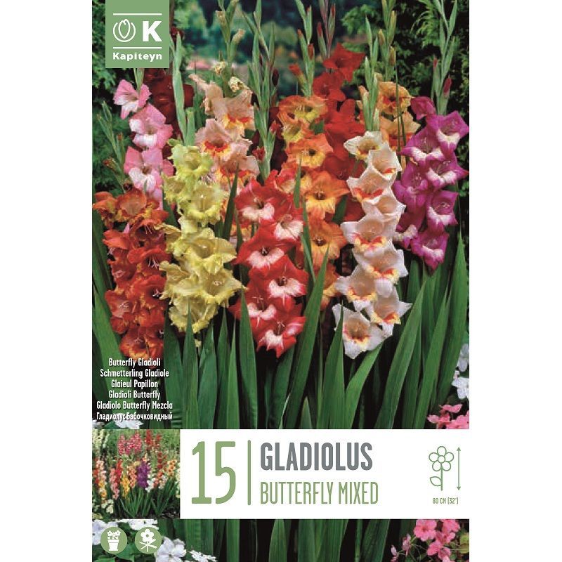 Gladiolus Butterfly Mixed Colours