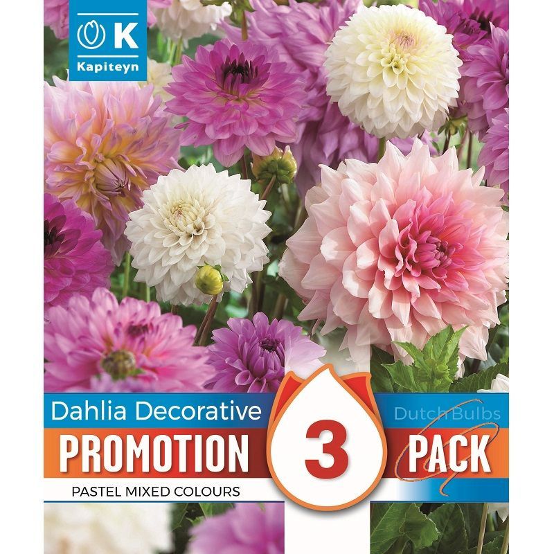 Promotion Pack - Dahlia Decorative Pastel Mixed Colours
