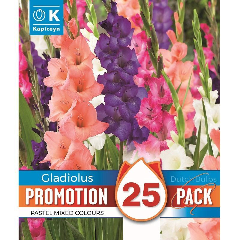 Promotion Pack - Gladiolus Pastel Mixed Colours