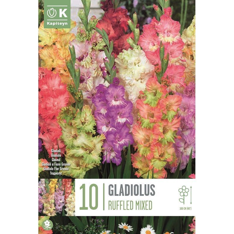 Gladiolus Ruffled Mixed