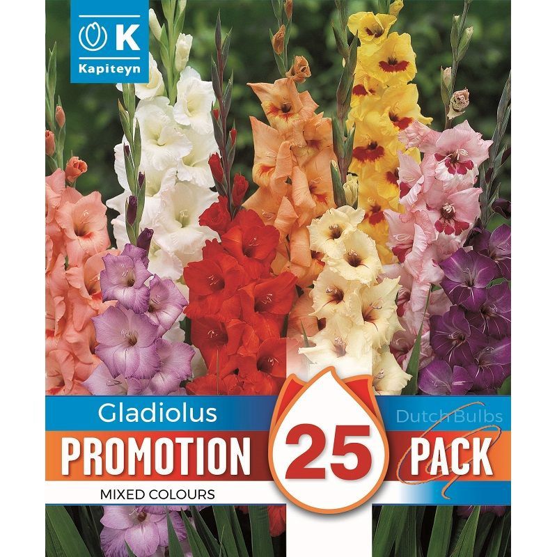 Promotion Pack - Gladiolus Mixed Colours