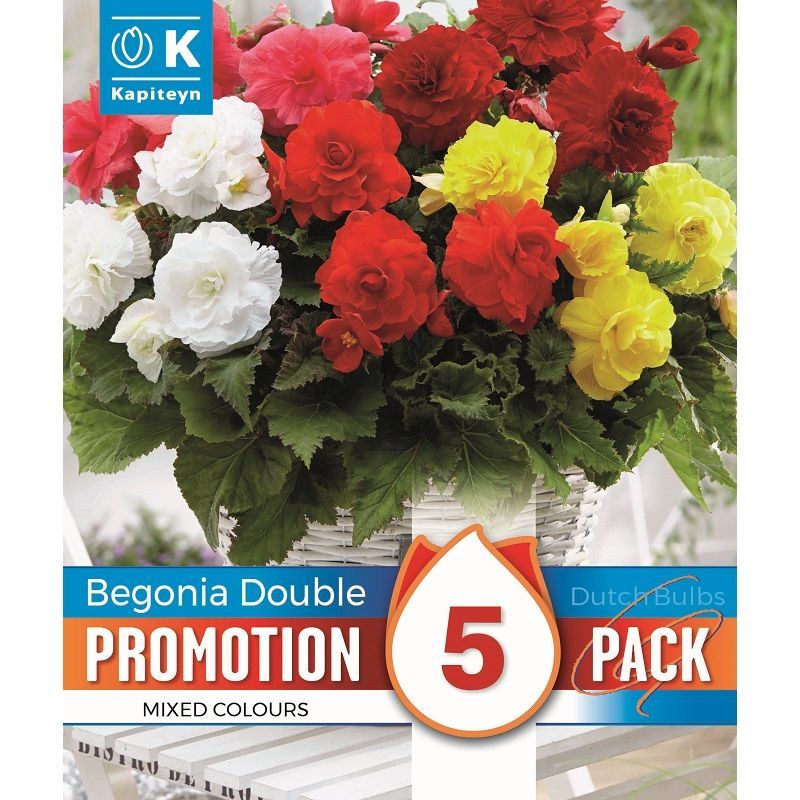 Promotion Pack - Begonia Double Mixed Colours