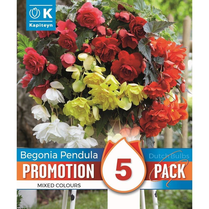 Promotion Pack - Begonia Cascade Pendula Mixed Colours