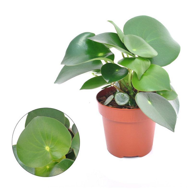 Peperomia pol 'Raindrop' 12cm