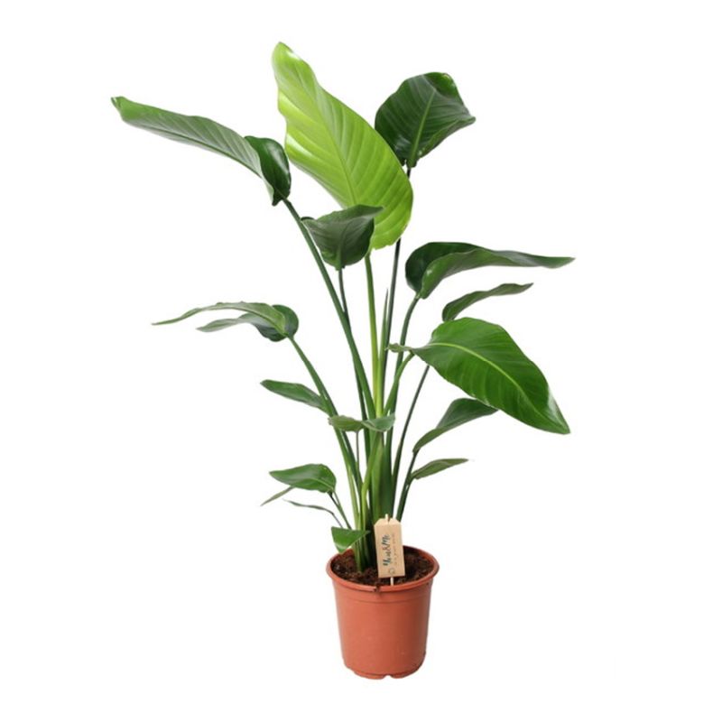 Strelitzia nicolai 21cm