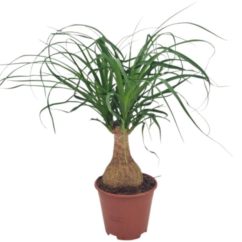 Beaucarnea recurvata (Nolina recurvata) 14cm