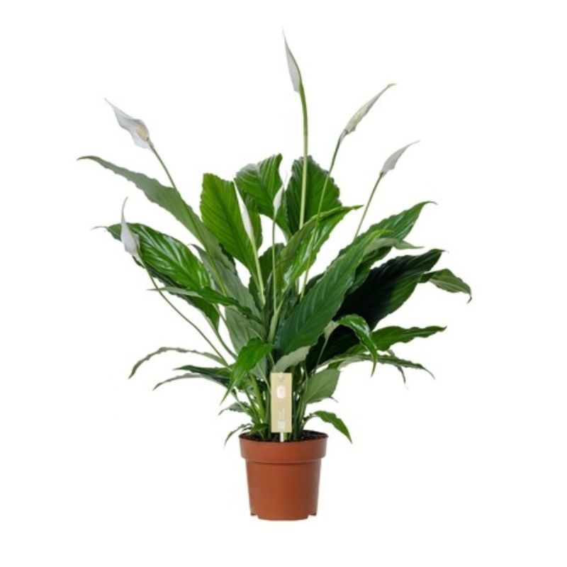 Spathiphyllum 'Sweet Chico' 13cm