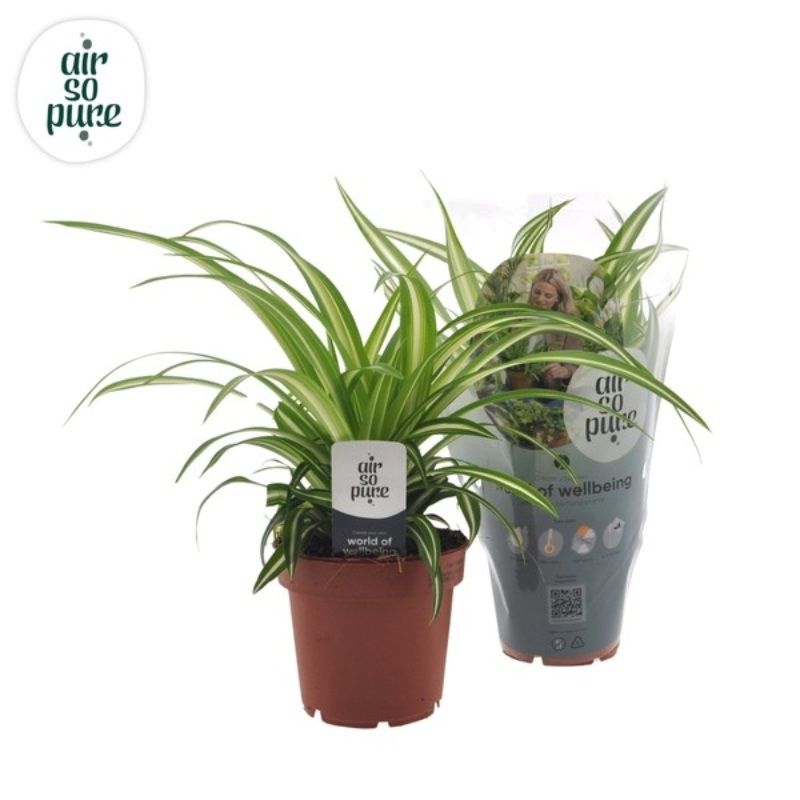 Chlorophytum comosum 'Atlantic' 12cm