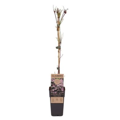 Clematis montana 'Fragrant Spring' 2 Litre (3 Cane)