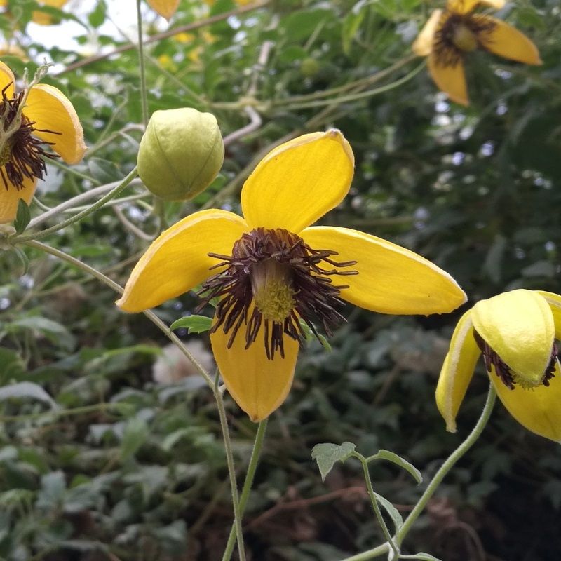 Clematis 'Golden Tiara'