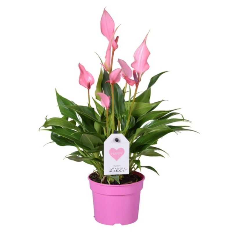 Anthurium andr. 'Lilli' 9cm