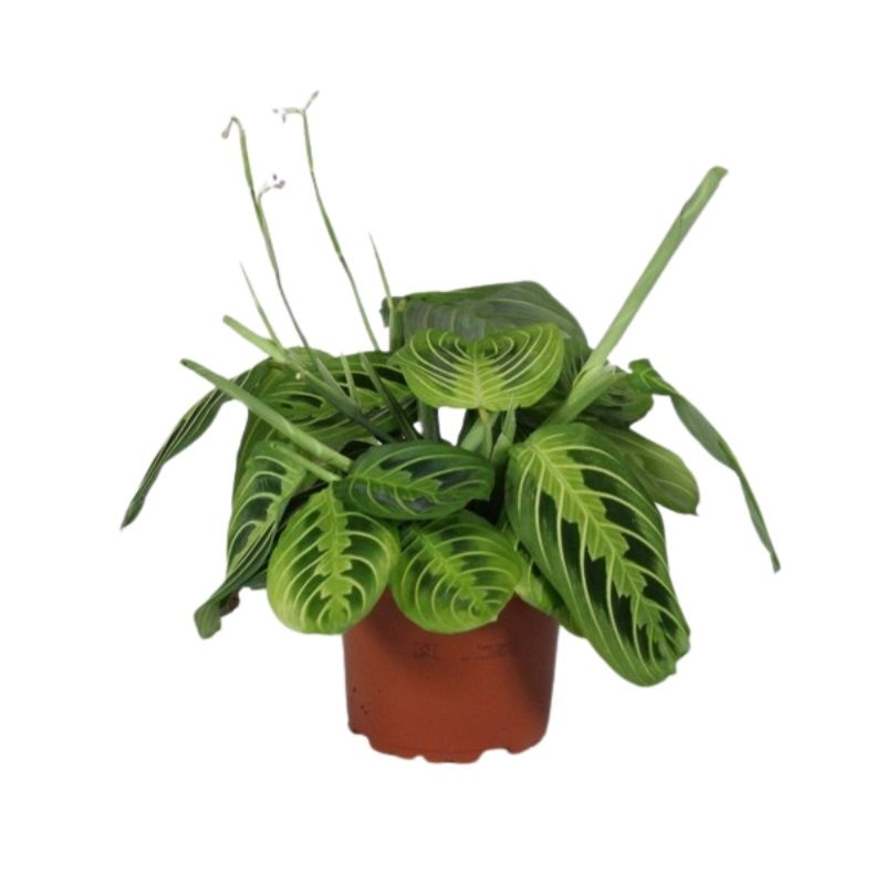 Maranta leu. 'Lemon Lime' 12cm