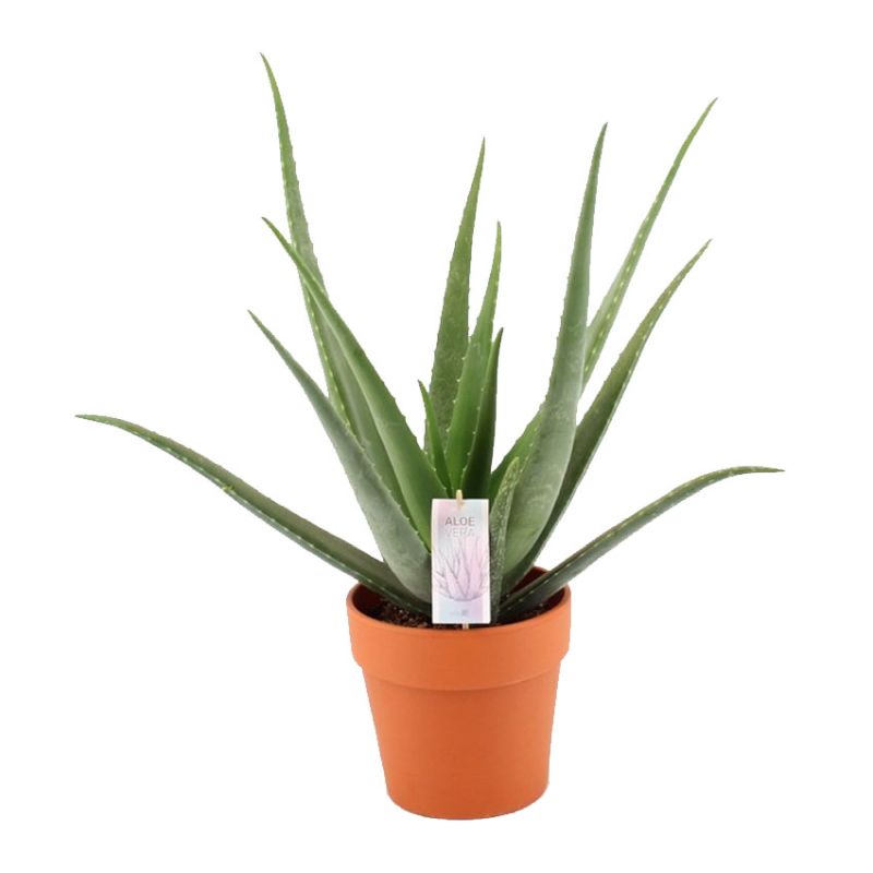 Aloe Vera in Terracotta Pot 21cm