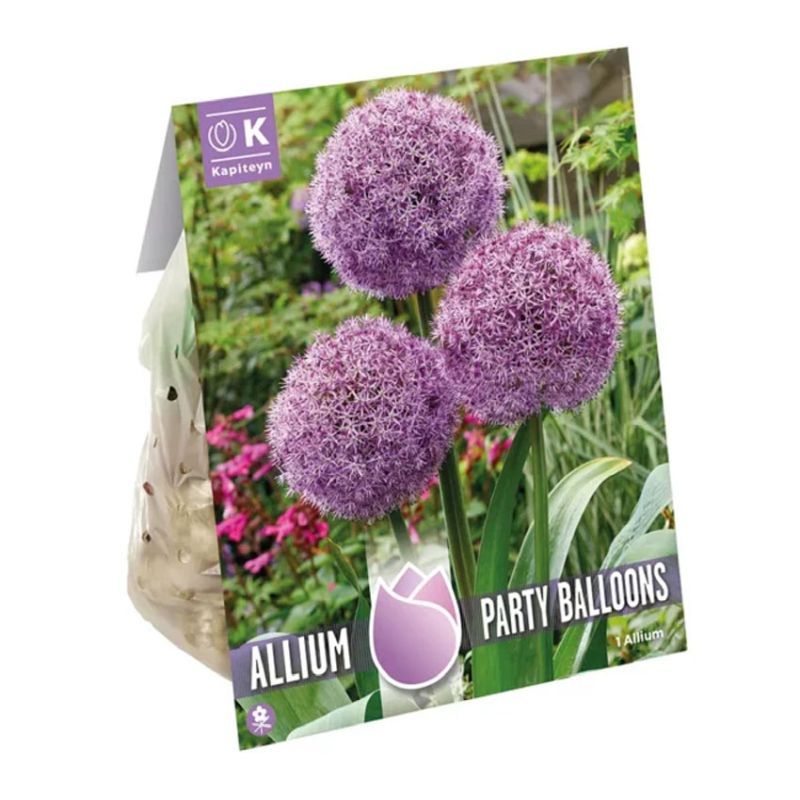 Allium Party Balloons Spring Flowering Bulbs Arboretum Garden Centre