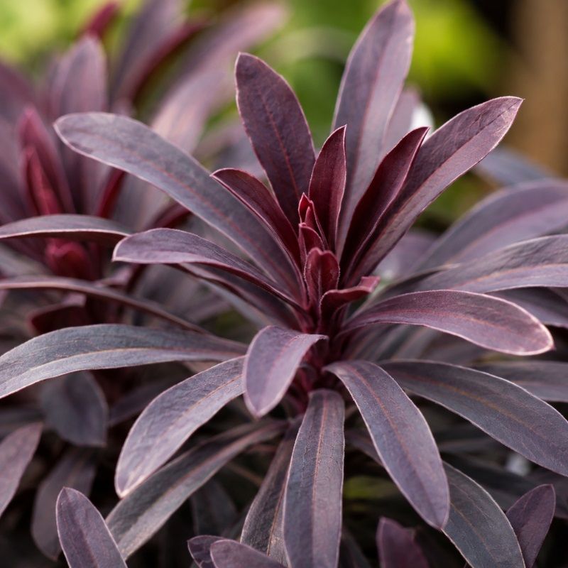 Euphorbia 'Miner's Merlot' 2 Litre