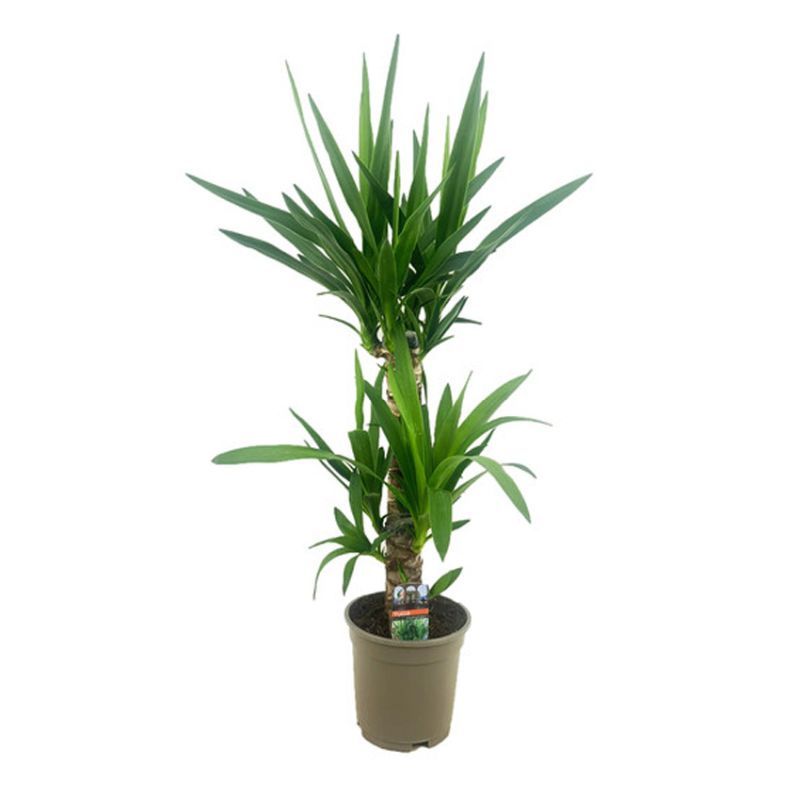 Yucca (45cm/20cm Stem)