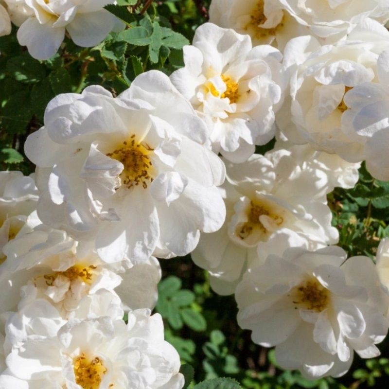 Rosa 'White Cover' 3 Litre