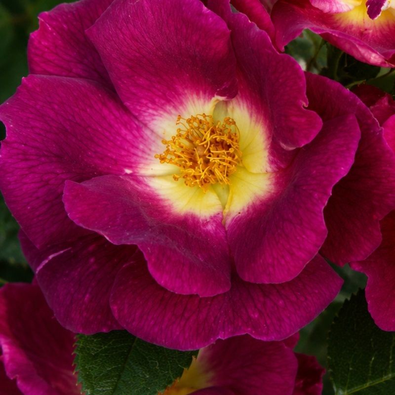 Rosa 'Weg der Sinne' 5 Litre