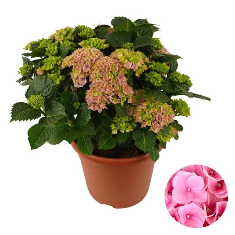 Hydrangea macrophylla 'Pink'