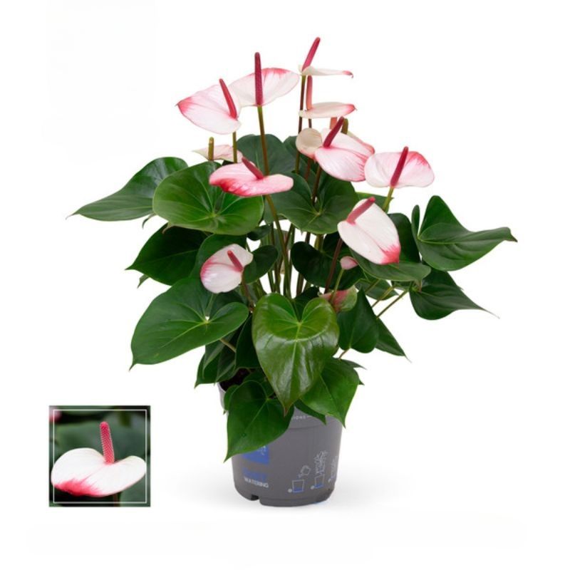 Anthurium and. 'Hot Lips' 17cm