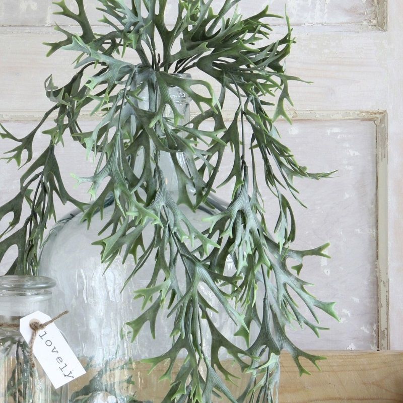 white variegated pothos Pothos Albo Variegata