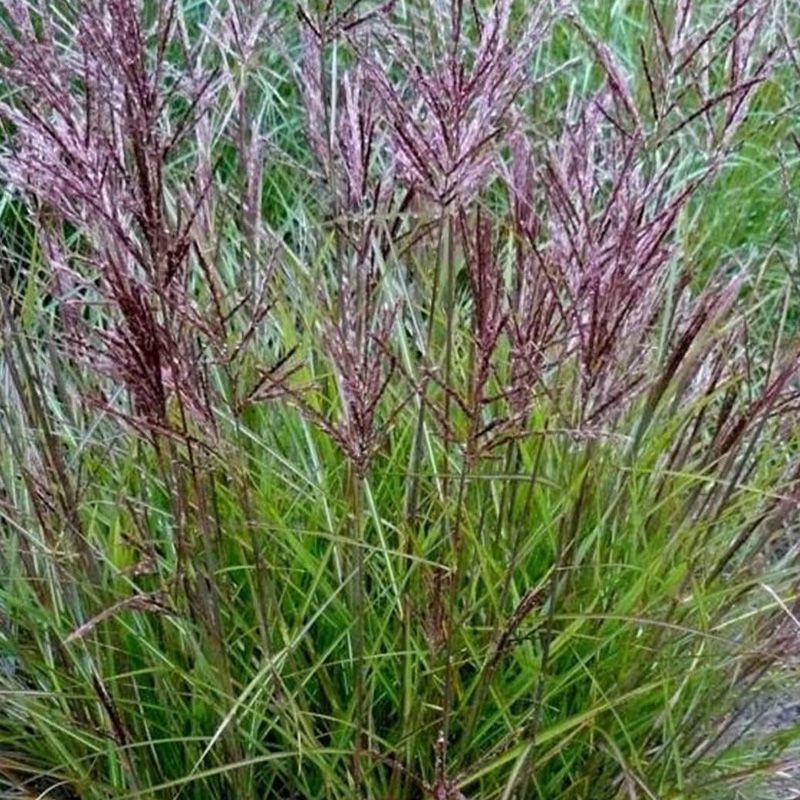 Miscanthus sinensis 'Ibiza' - Deciduous Grasses - Arboretum Garden Centre