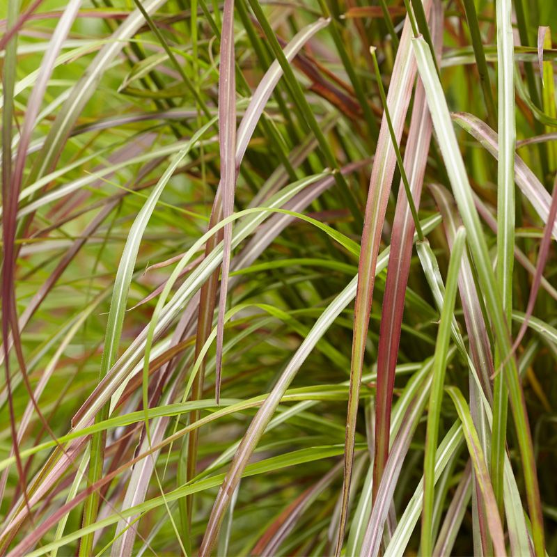 Miscanthus sinensis 'Ruby Cute'