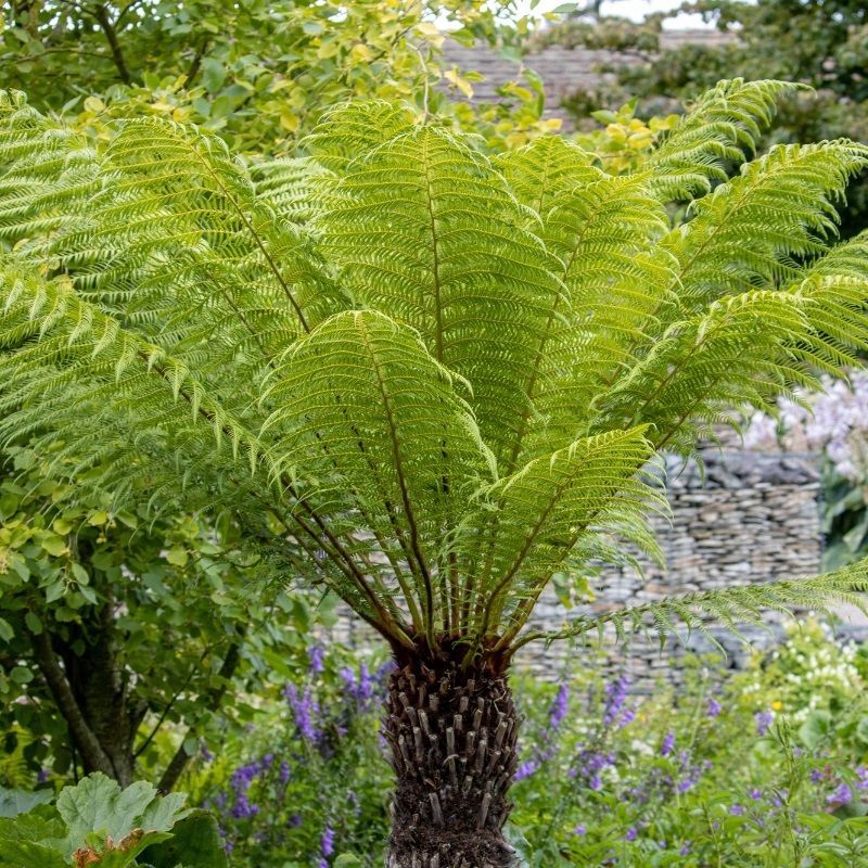 Dicksonia Antartica 3 Litre