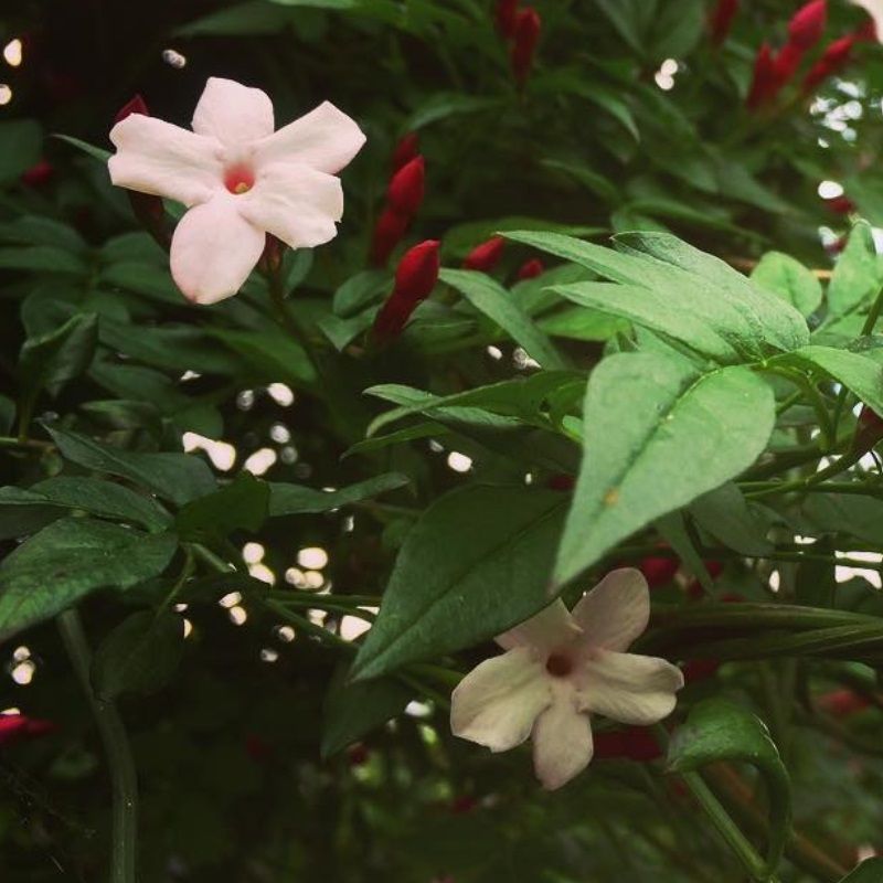 Jasminum officinale 'Inverleith' 3 Litre