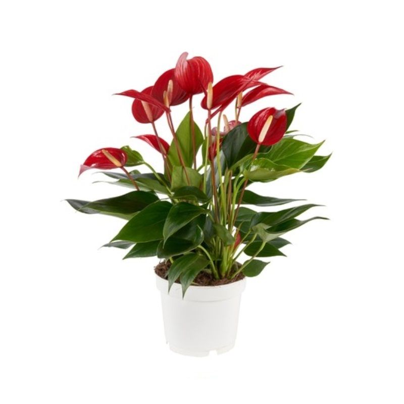Anthurium banderola 'Roja Red' 12cm