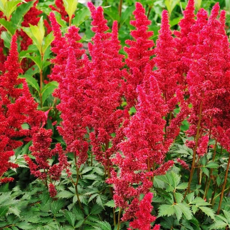 Astilbe 'Red' in Red Pot 5 Litre