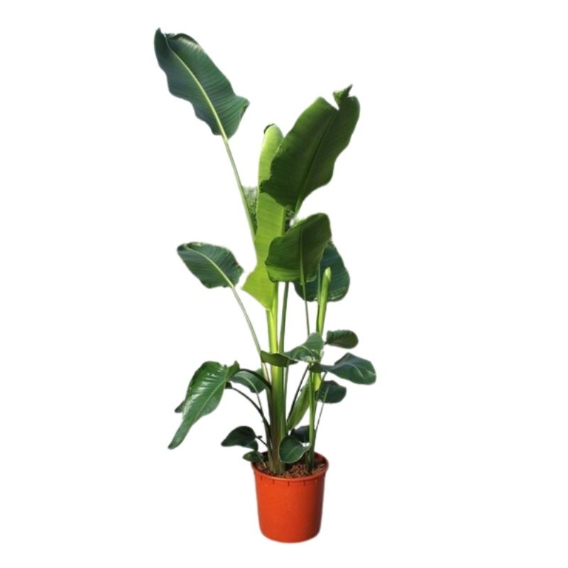 Strelitzia nicolai 34cm