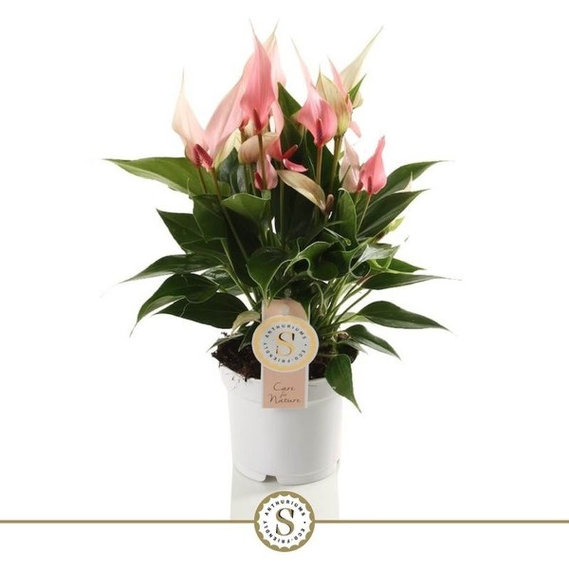 anthurium balaoanum care Anthurium balaoanum