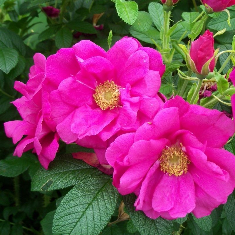 Rosa rugosa 'Exception' 3 Litre