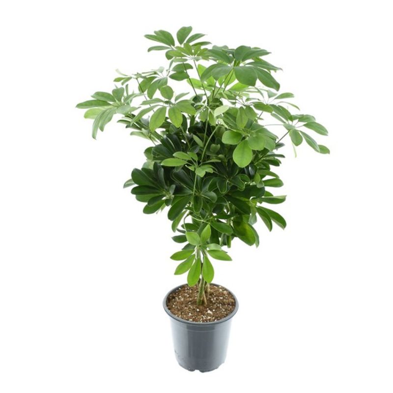 Schefflera arb. 'Compacta' 21cm (Braided Stem)