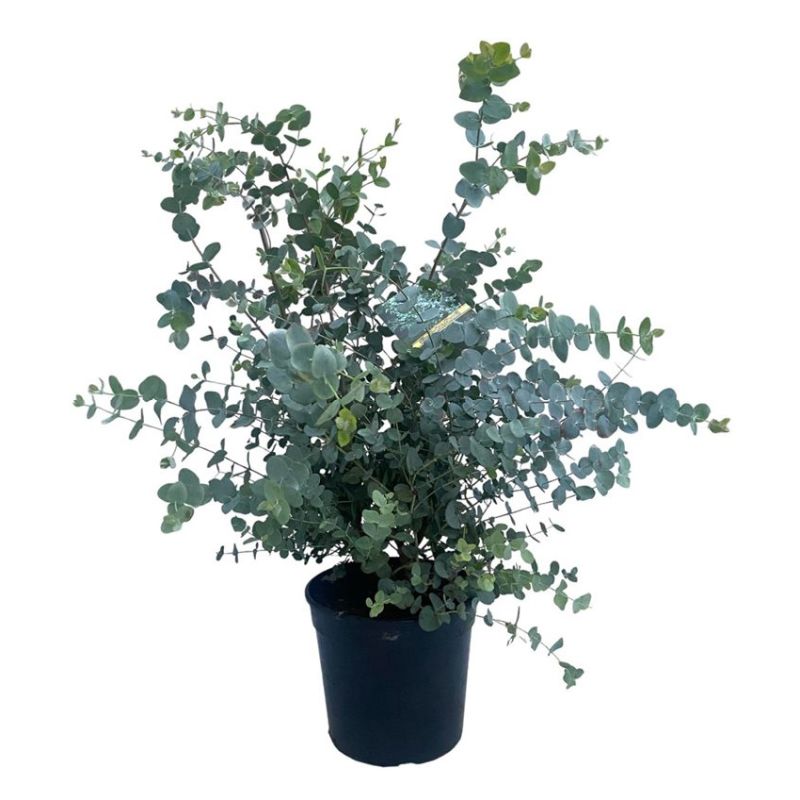 Eucalyptus gunnii 21cm