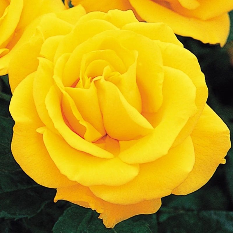 Rosa 'Happy Gold Wedding'