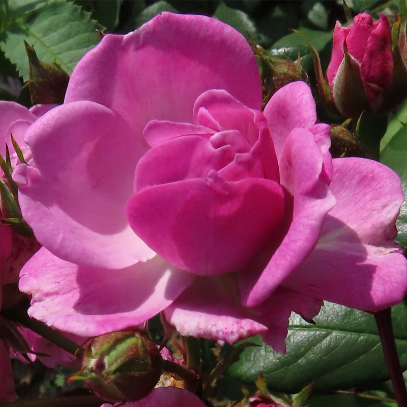 Rosa 'Lilac Bouquet'