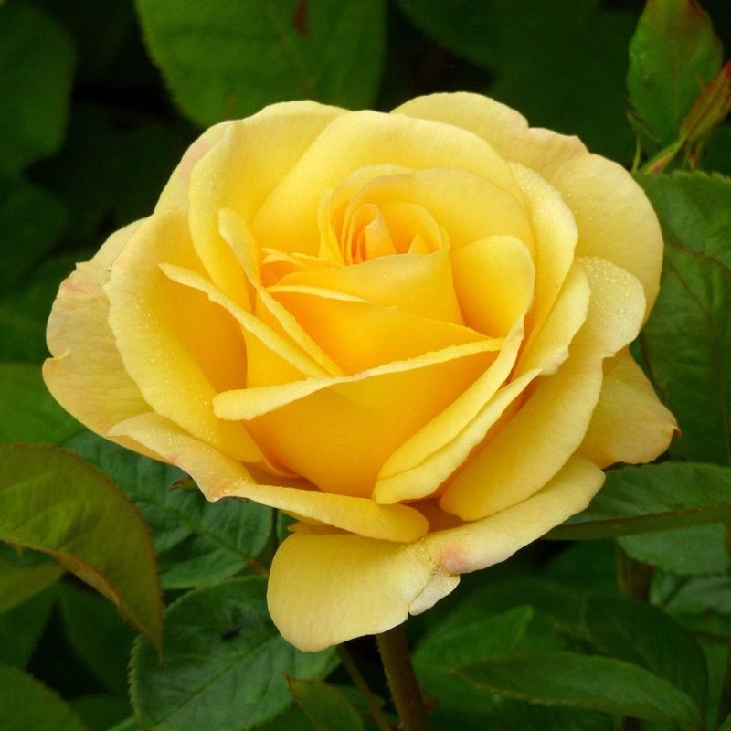 Rosa 'My Lovely Mum'