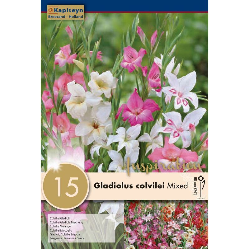 Gladiolus Colvilleii Mixed Colours